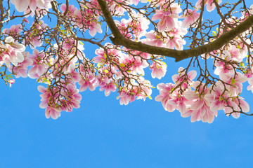 Magnolienbaum im Frühling - Magnolia tree in spring