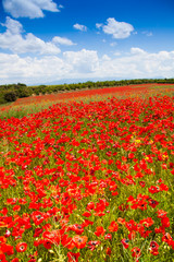 Huge red poppy flowers field