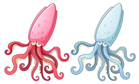 Two squids