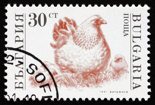 Postage stamp Bulgaria 1991 Hen and Chicks, Farm Animal