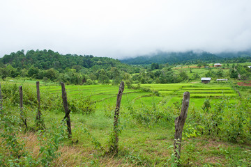Fototapeta na wymiar rice field with shack