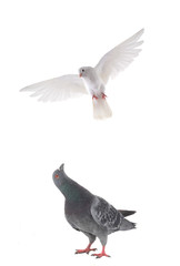 dove