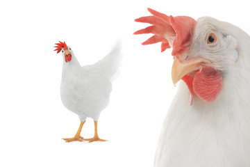 hen