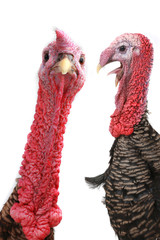 Turkey © fotomaster