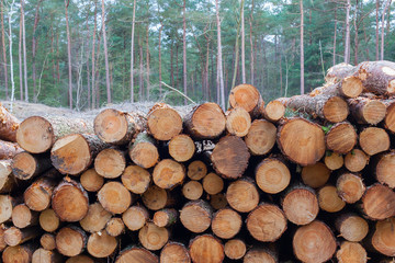 Forestry industry tree felling © michaklootwijk