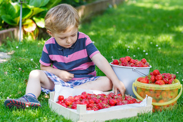 Happy little toddler boy in summer garden with buckets of ripe s