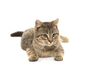Obraz premium Cute tabby cat