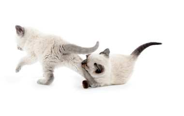 Obraz premium Two cute kittens