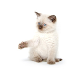 Obraz premium Cute kitten playing on white