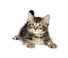 Fototapeta premium Cute tabby kitten
