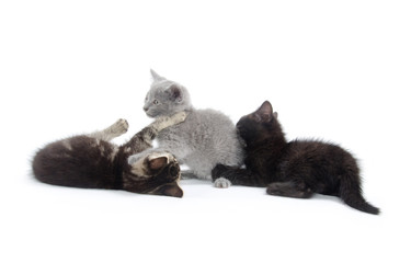 three kittens playing