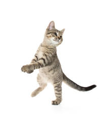 Obraz premium Cute tabby kitten