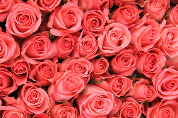 Pink roses in a bridal arrangement