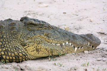 Fototapeta premium Krokodyl