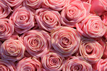 Obraz na płótnie Canvas Pink roses in a bridal arrangement
