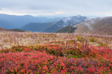 Fototapeta premium Blueberry field