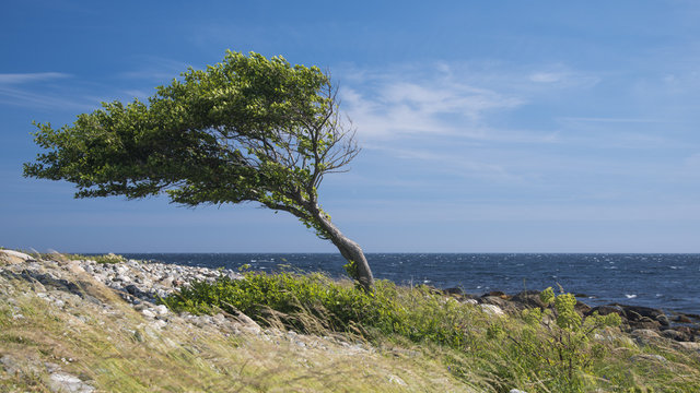 Fototapeta Lonely bent tree by the sea coast