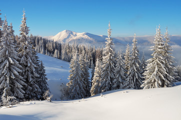 Fototapeta na wymiar Winter in the mountain forest