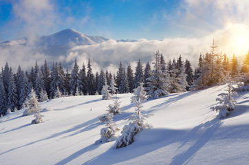 Obraz premium Winter in the mountain forest