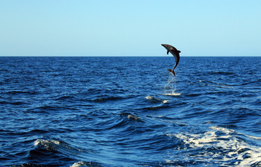 Common Bottlenose Dolphin, Catalina Islands, Costa Rica