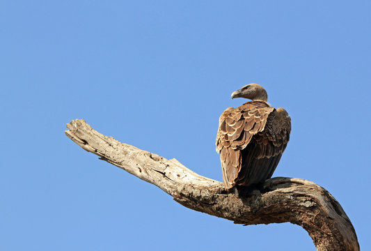 African White-backed Vulture (Gyps Africanus), Tanzania