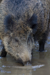 Wildschwein