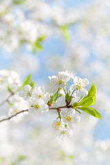 Obraz premium Spring flowers