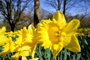 Wide angle Daffodil