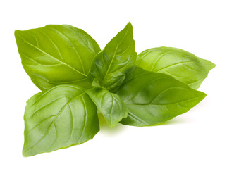 Sweet basil leaves