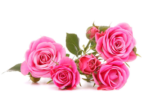 Pink rose flower bouquet isolated on white background cutout