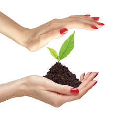 woman's hands are holding green plant on white background close-