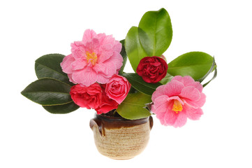 Camellia arrangement