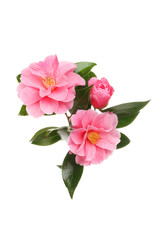 Camellia arrangement