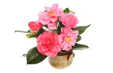Camellia flowers