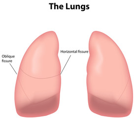 Lungs labled Diagram