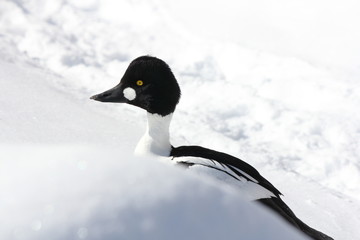 Obraz premium Common Goldeneye (Bucephala clangula)