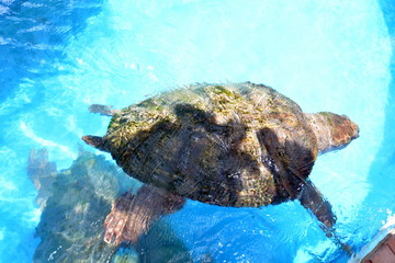TORTUGAS MARINAS