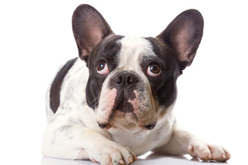 French bulldog isolated on white background