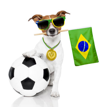 dog as soccer with medal and  flag