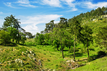 Mountain summer landscape