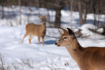 White-tail deer in snow