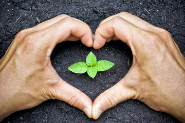 two hands forming a heart shape around a young green plant
