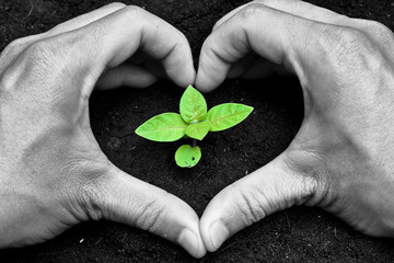 Obraz premium planting tree / growing a tree / love nature / heal the world