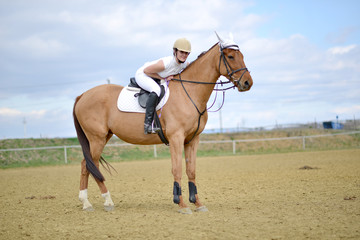 horse jumping