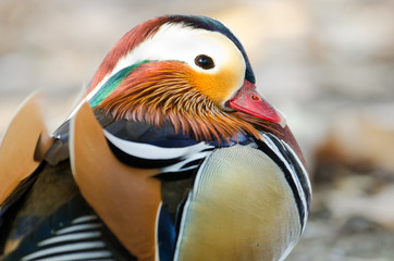 Mandarin Duck, Male Drake