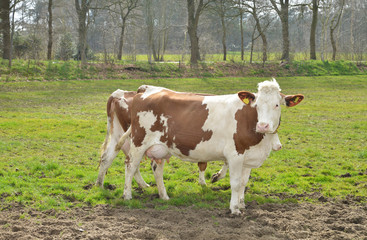 Fototapeta na wymiar cows in a meadow on a farm