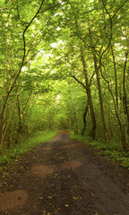 Obraz premium Wet path with vibrant sunlit deciduous forest