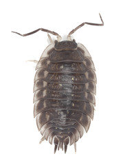 Woodlouse isolated on white background