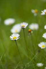 Lawn daisy, Bellis perennis