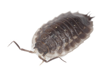 Woodlouse isolated on white background